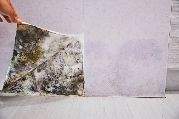 Best Health and Safety Mold Remediation in Fayette, IA